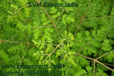 SVM EXPORTS INDIA Moringa Tea_Tea Cut Leaf_